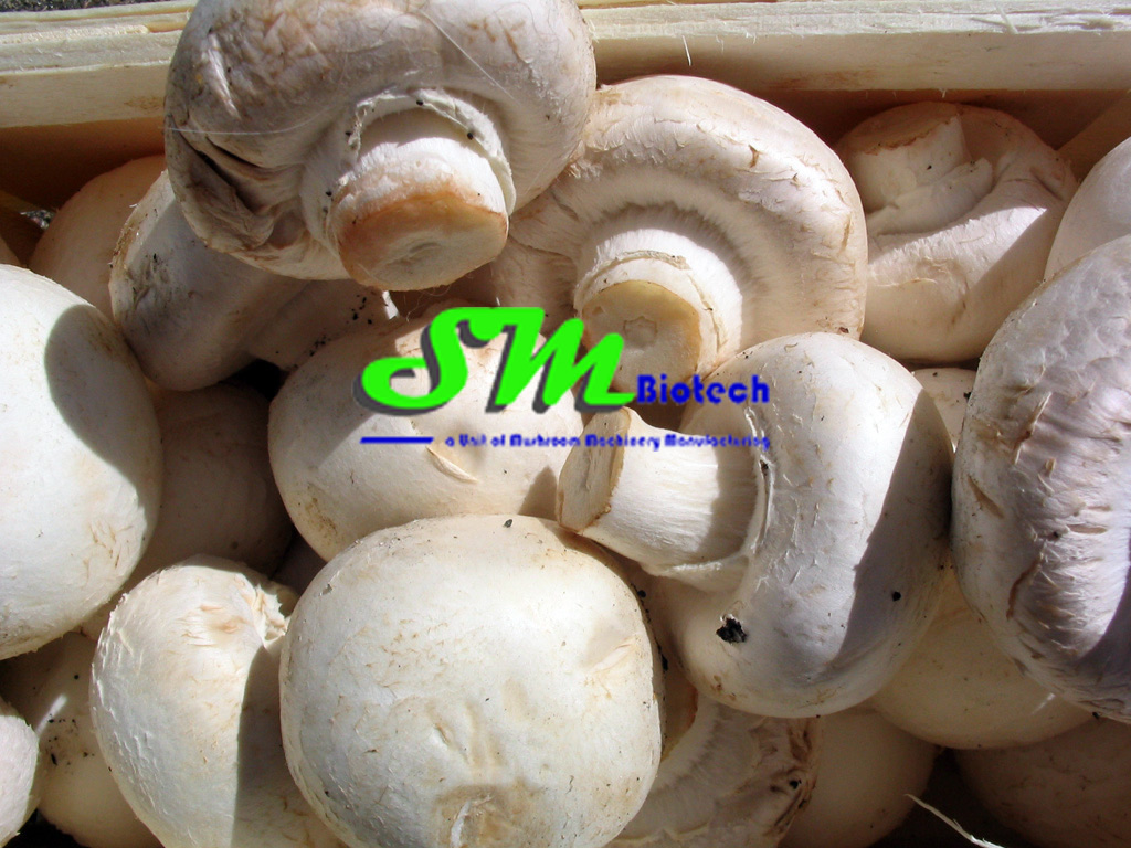 mushroom machines