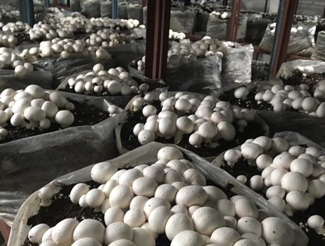 Mushroom Crop2 in Hyderabad Plant