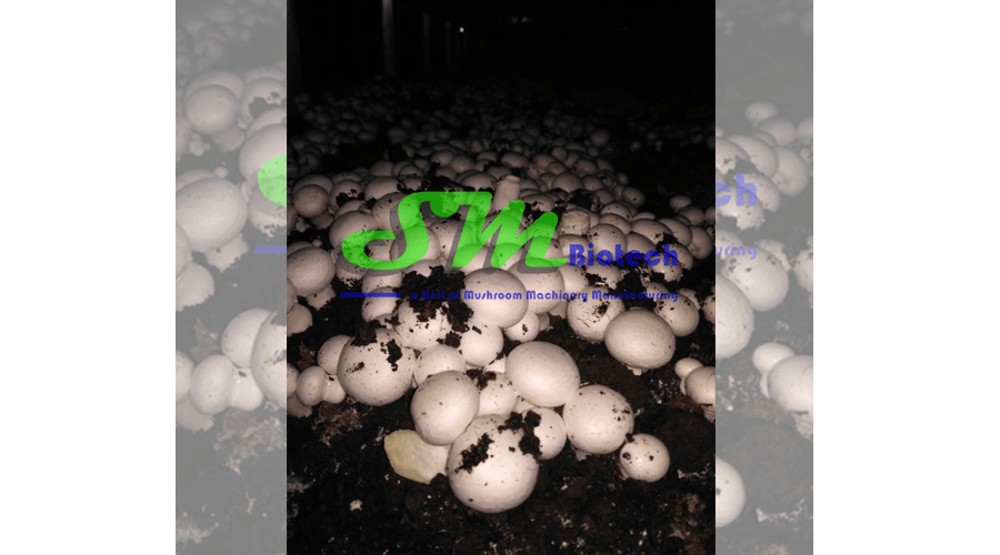 Mushroom Flush Image 1_Sehsola Agro Mushroom Machines