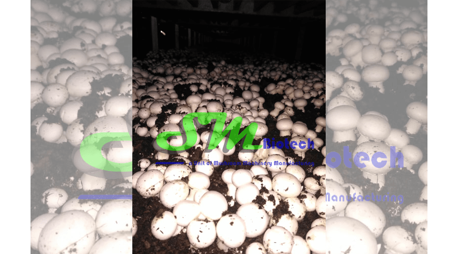 Mushroom Flush Image 2_Sehsola Agro Mushroom Machines