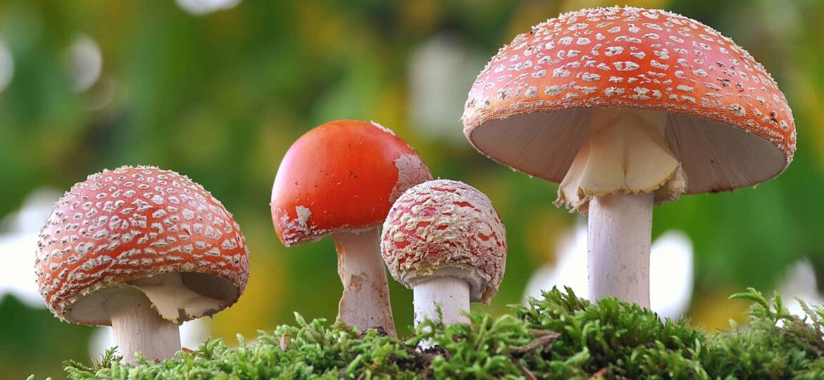 Amanita muscaria family