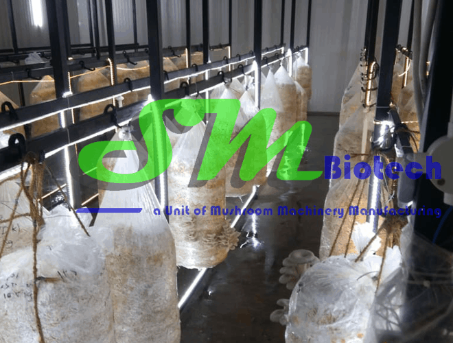 Gurgaon Oyster Mushroom Plant_Inside Image of Mushroom Growing Room