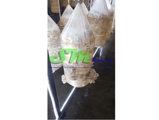 Gurgaon Oyster Mushroom Plant_White Oyster Mushroom