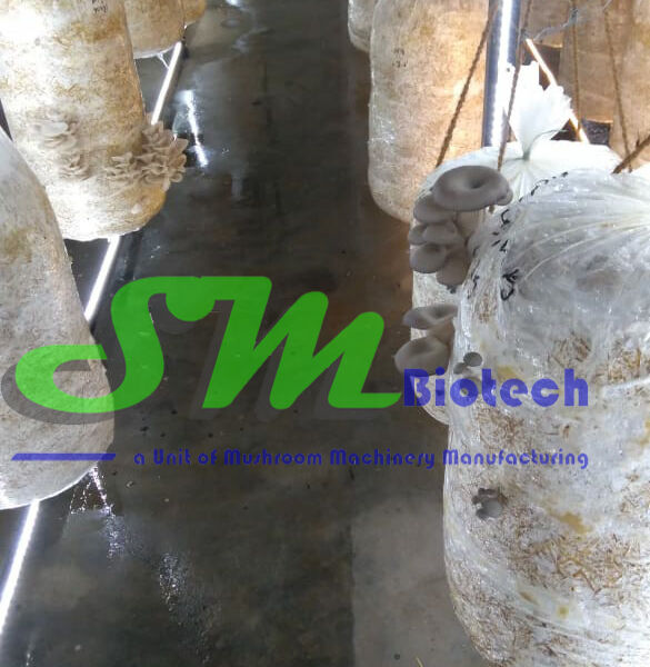 Gurgaon Oyster Mushroom Plant_Grey Oyster Mushroom