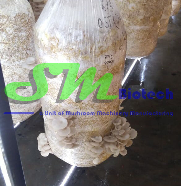 Gurgaon Oyster Mushroom Plant_White Oyster Mushroom