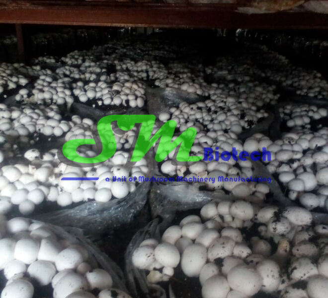 Haldwani Mushroom