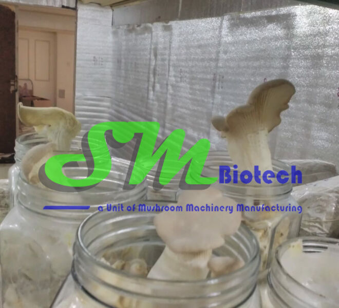 Oyster Mushroom Flush Image 1_Bahrain Project