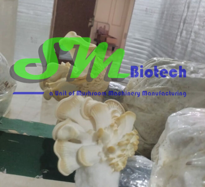 Oyster Mushroom Flush Image 3_Bahrain Project