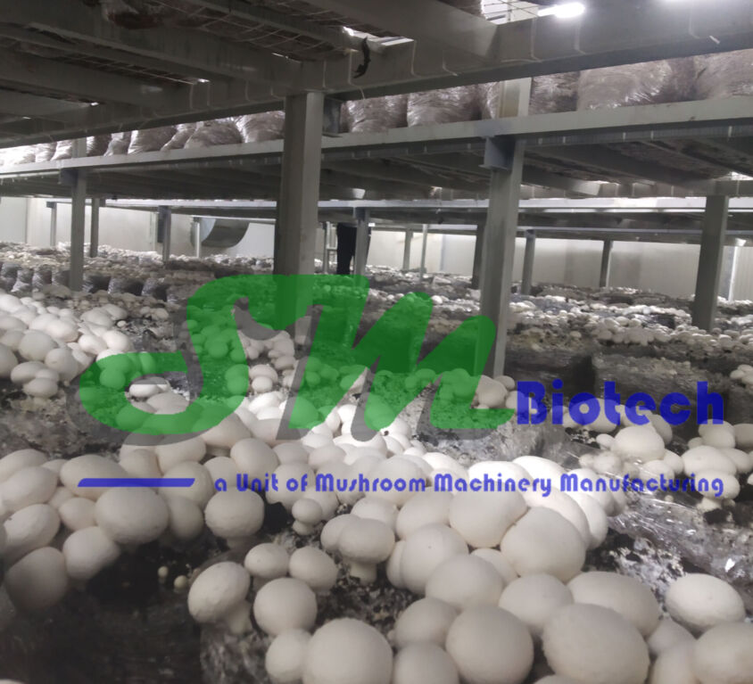 Fater Suhail Mushroom Farm, Saudi Arabia